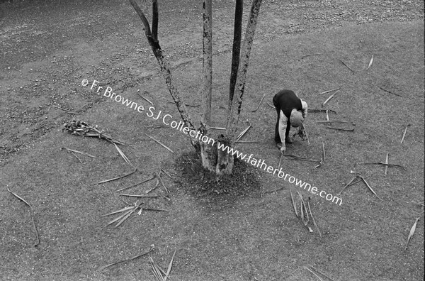 ICA COLLECTING FALLEN  DRACINIA LEAVES  CABBAGE PALMS